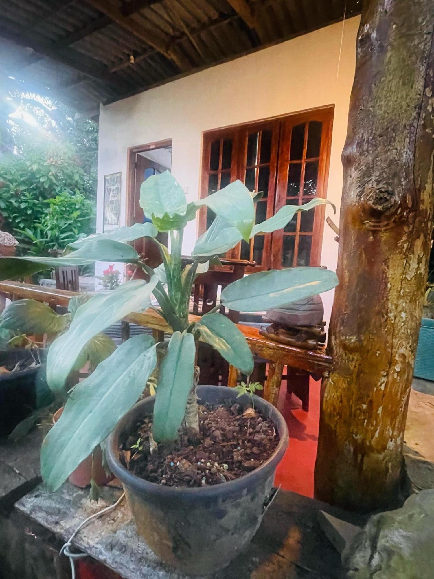 Hidden Gem Inn Ella Ngoại thất bức ảnh