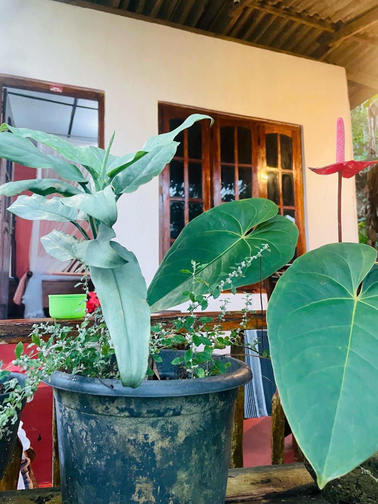 Hidden Gem Inn Ella Ngoại thất bức ảnh